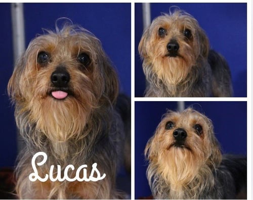 LUCAS - Yorkshire Terrier Yorkie / Dachshund available for adoption
