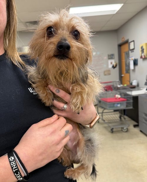 LUCAS - Yorkshire Terrier Yorkie / Dachshund available for adoption