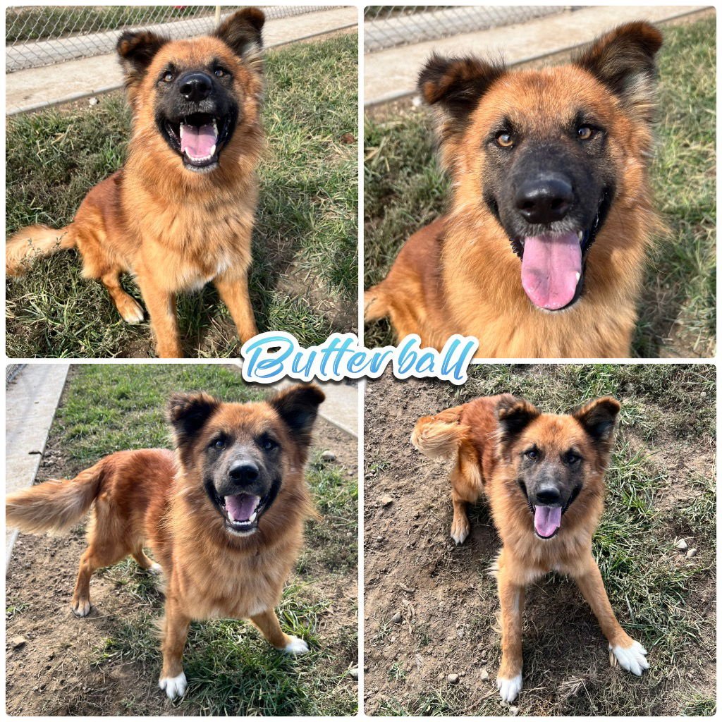 BUTTERBALL - German Shepherd Dog available for adoption