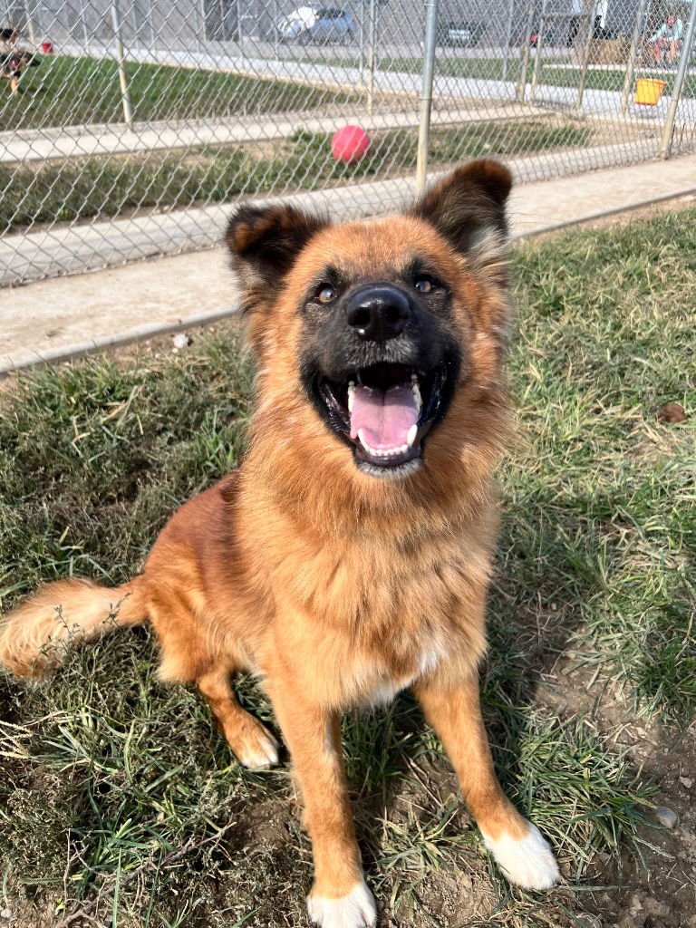 BUTTERBALL - German Shepherd Dog available for adoption