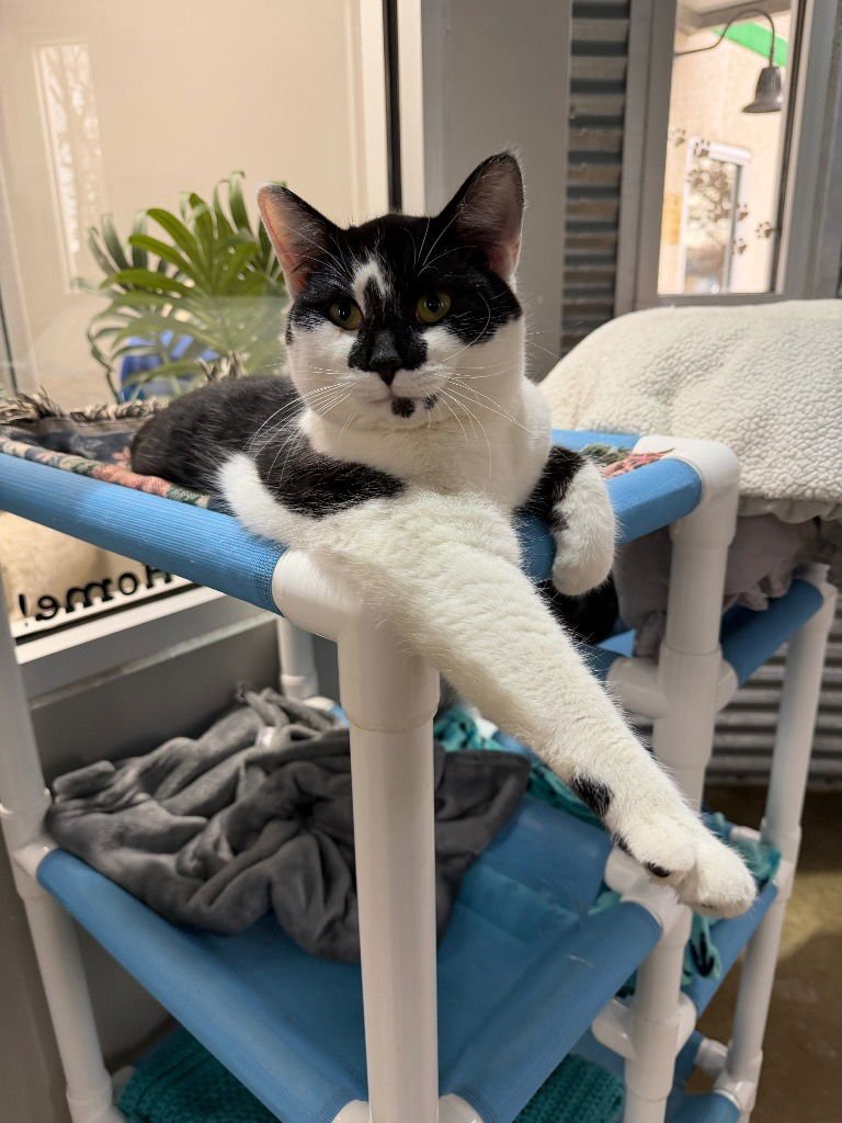 CYPRESS - Domestic Short Hair available for adoption