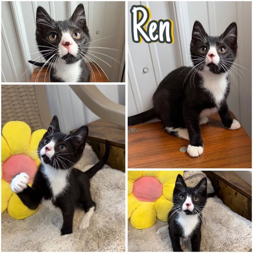 REN - Domestic Short Hair available for adoption