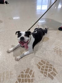 Pippin - Fee Waived - Long Term Resident - Photo 3