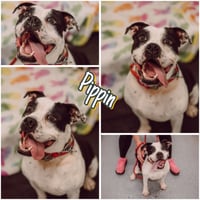 Pippin - Fee Waived - Long Term Resident - Photo 1