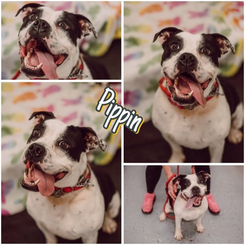 PIPPIN - FEE WAIVED - LONG TERM RESIDENT - American Bulldog for adoption in Fort Wayne