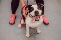 Pippin - Fee Waived - Long Term Resident - Photo 4