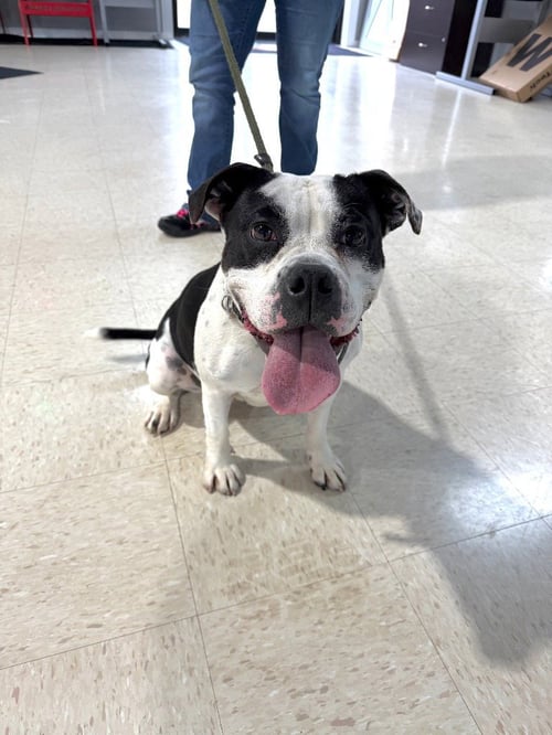 PIPPIN - FEE WAIVED - LONG TERM RESIDENT - American Bulldog available for adoption