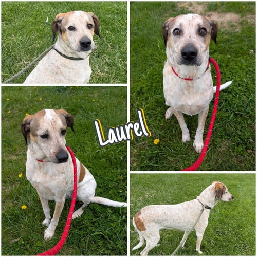 LAUREL - Hound / Australian Cattle Dog/Blue Heeler available for adoption
