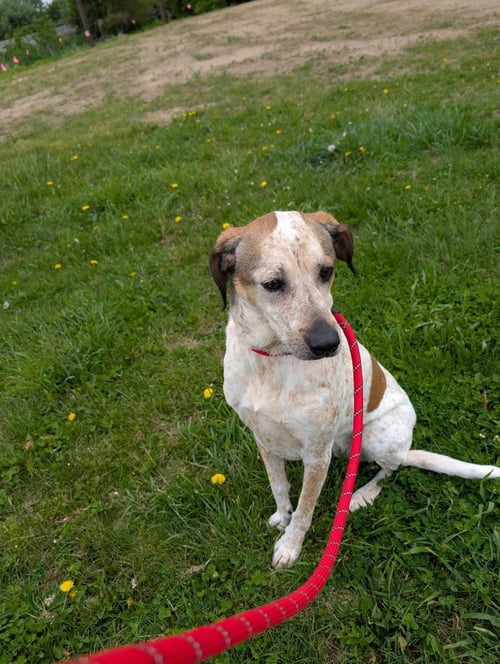 LAUREL - Hound / Australian Cattle Dog/Blue Heeler available for adoption