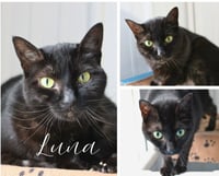 Luna - Photo 1