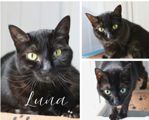 LUNA - Domestic Short Hair available for adoption