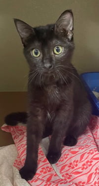 Luna - Photo 2