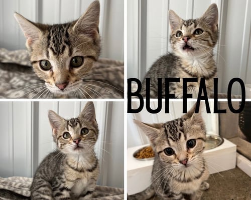 BUFFALO