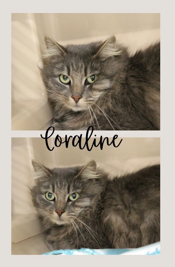 CORALINE - Domestic Long Hair available for adoption