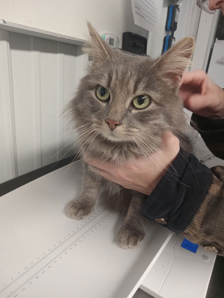 CORALINE - Domestic Long Hair available for adoption