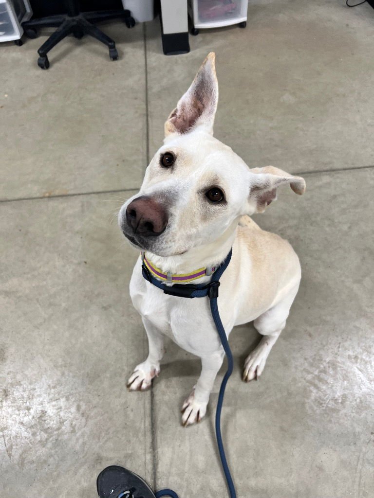 CHLOE - Labrador Retriever / American Staffordshire Terrier available for adoption