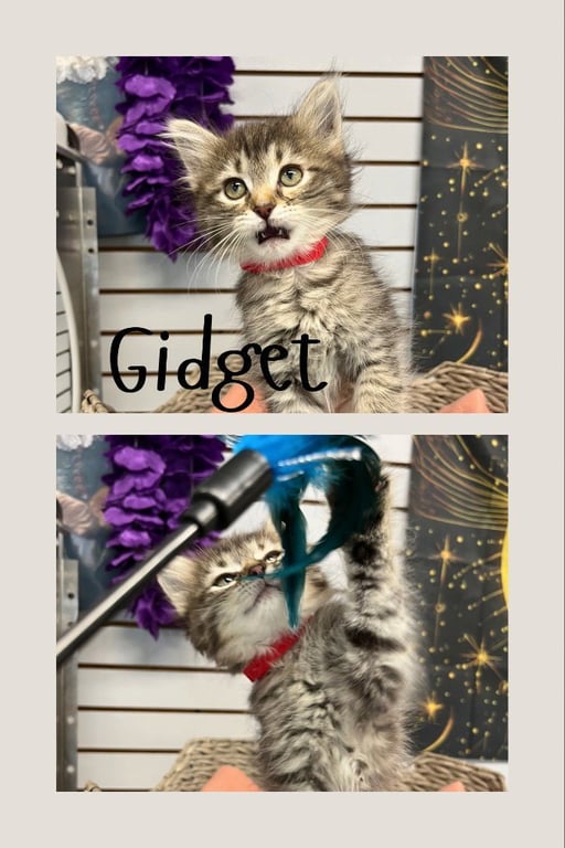 Gidget Image