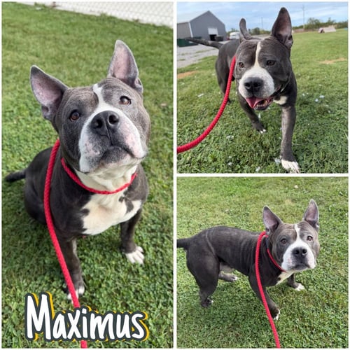 MAXIMUS - American Staffordshire Terrier / American Staffordshire Terrier available for adoption