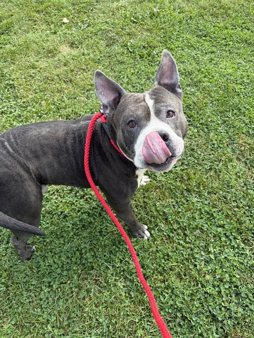 MAXIMUS - American Staffordshire Terrier / American Staffordshire Terrier available for adoption