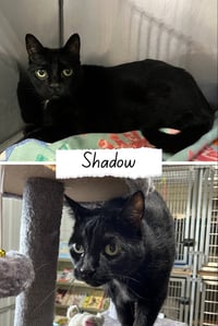 Shadow- front declawed - Photo 1