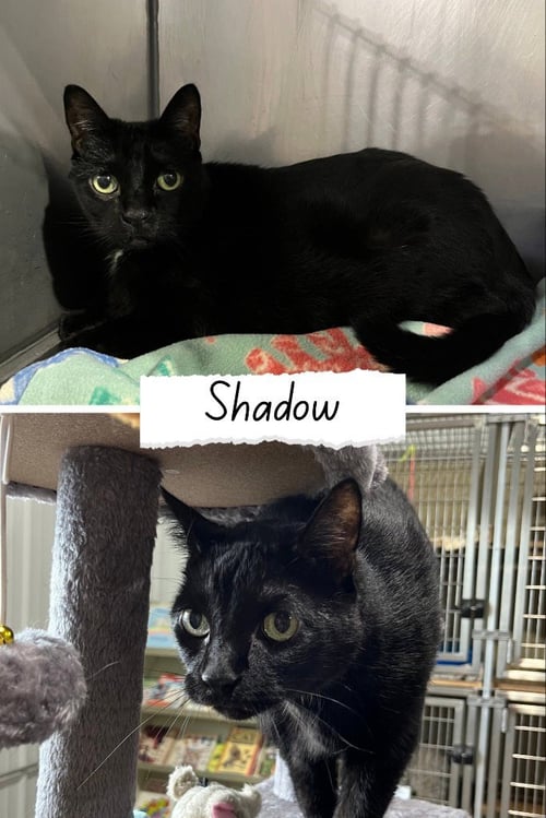 SHADOW- FRONT DECLAWED - Domestic Short Hair available for adoption