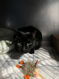 Shadow- front declawed - Photo 2