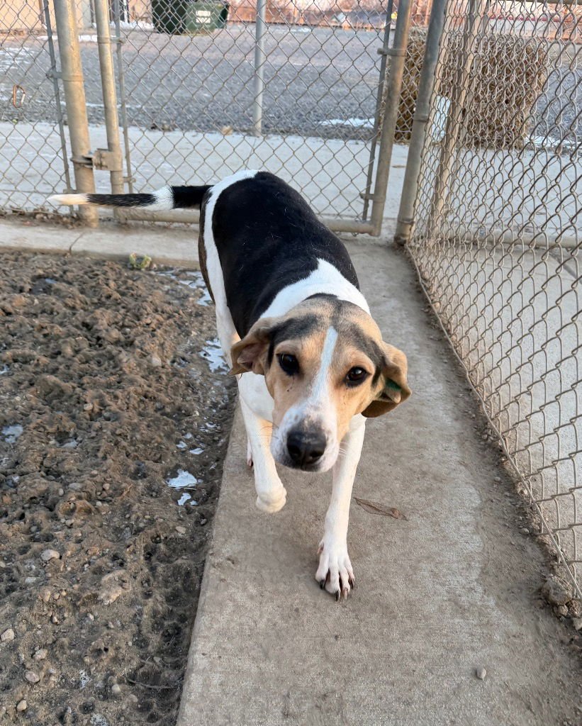 PETUNIA - Hound available for adoption