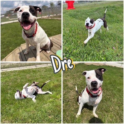 DRE - American Bulldog available for adoption
