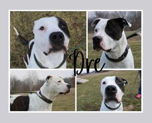 DRE - American Bulldog for adoption in Fort Wayne