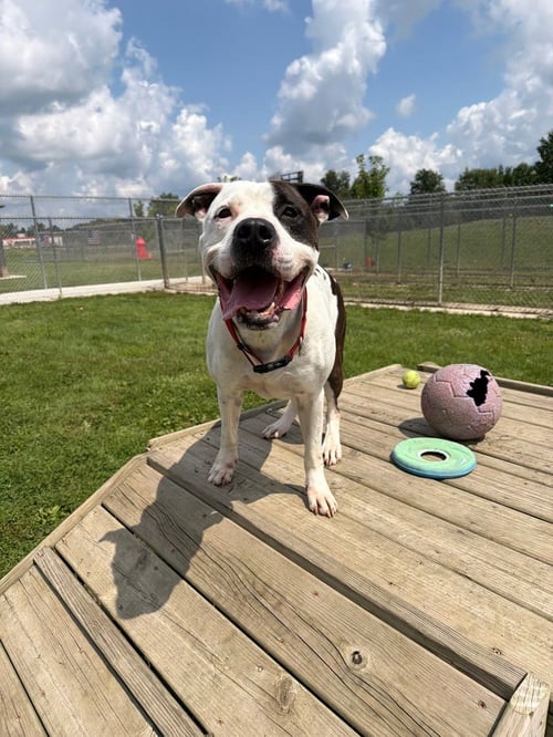 DRE - American Bulldog available for adoption