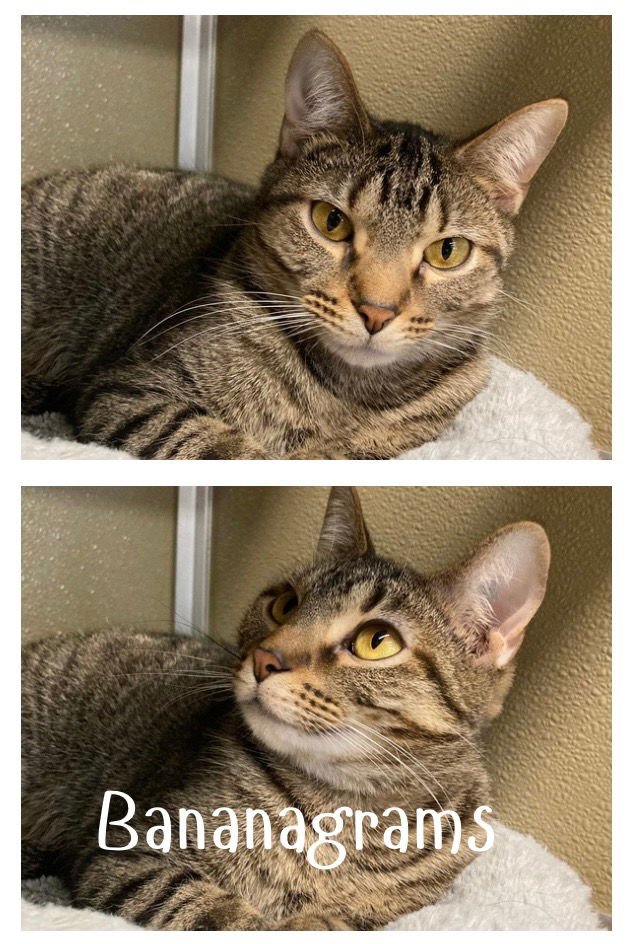 BANANAGRAMS - Domestic Short Hair available for adoption