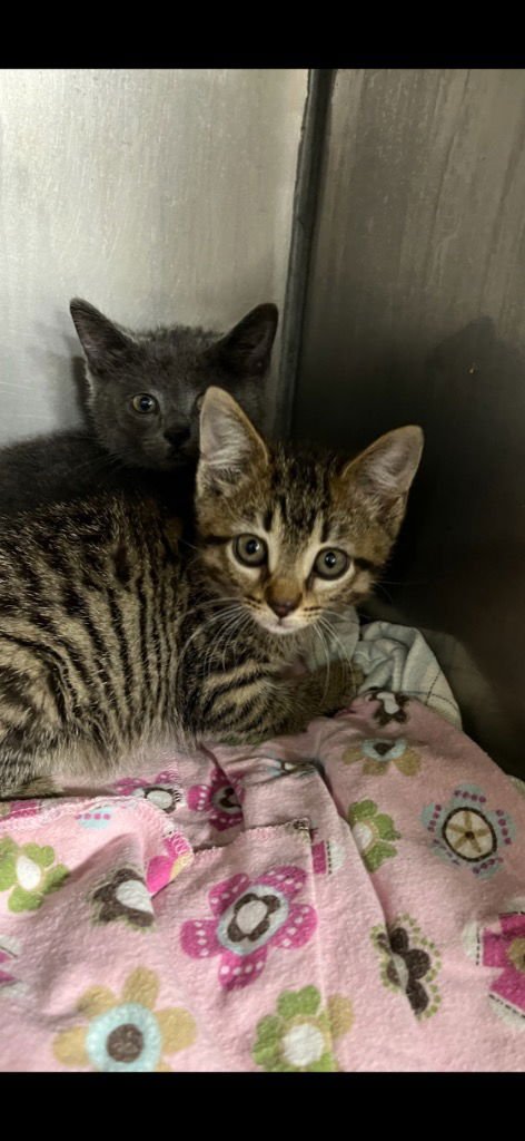 Bananagrams - Photo 4