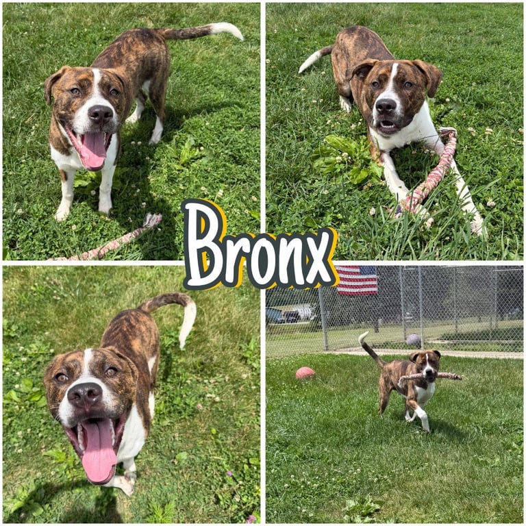 Bronx Image