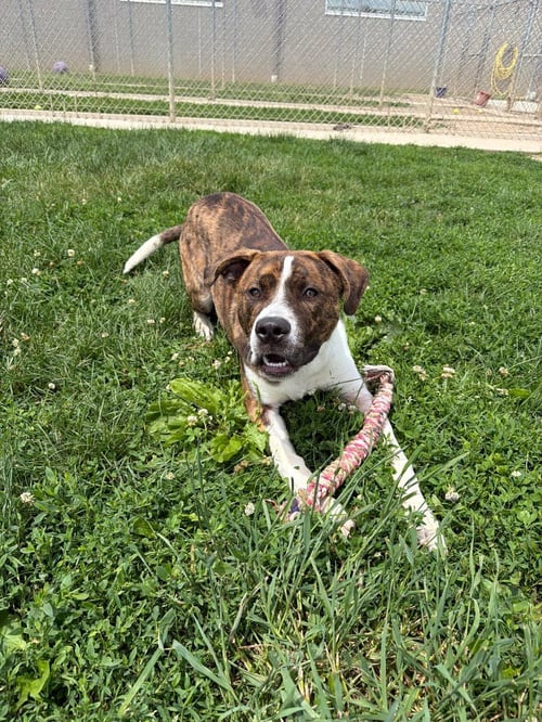 BRONX - American Staffordshire Terrier available for adoption