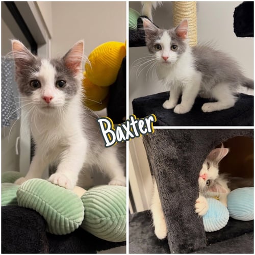 BAXTER - Domestic Medium Hair available for adoption