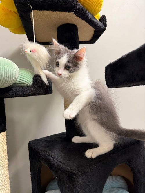 BAXTER - Domestic Medium Hair available for adoption