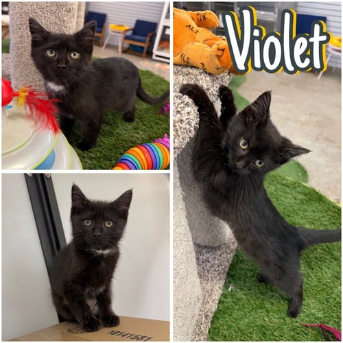 VIOLET - Domestic Short Hair available for adoption