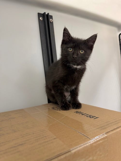 VIOLET - Domestic Short Hair available for adoption