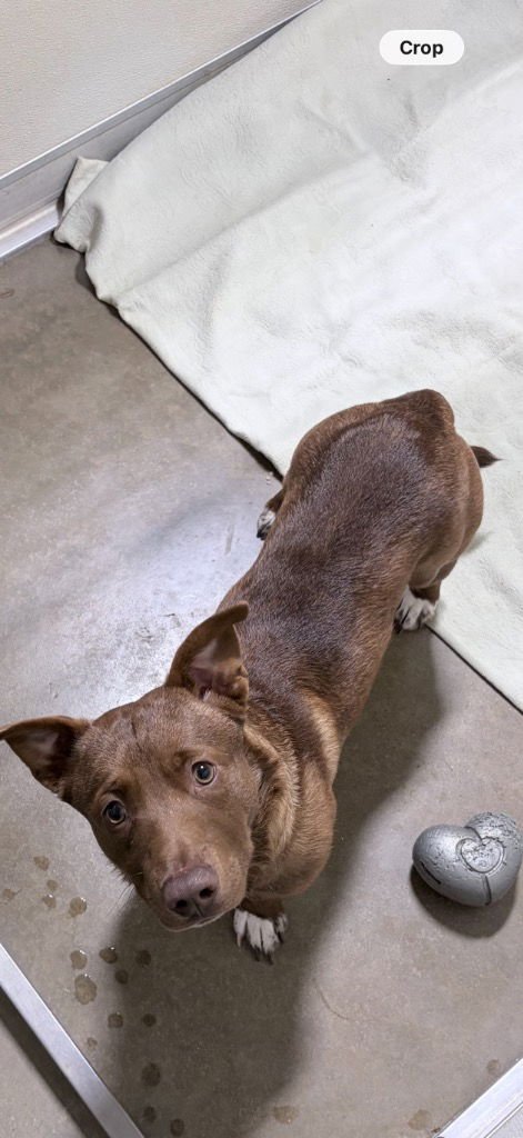 COWBOY - Dachshund available for adoption