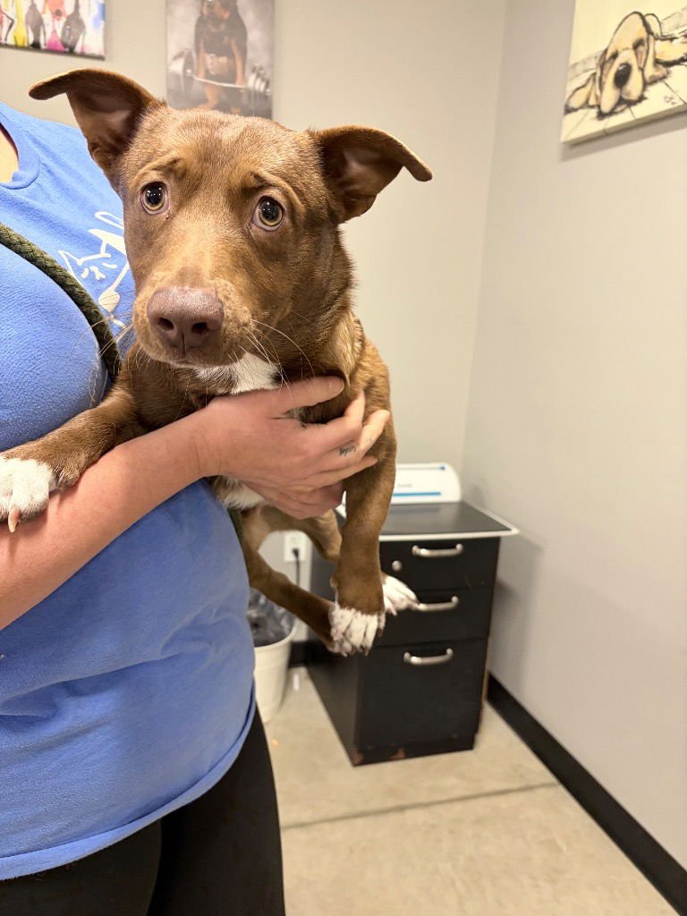 COWBOY - Dachshund available for adoption