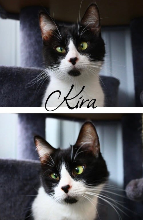 KIRA - Domestic Short Hair available for adoption