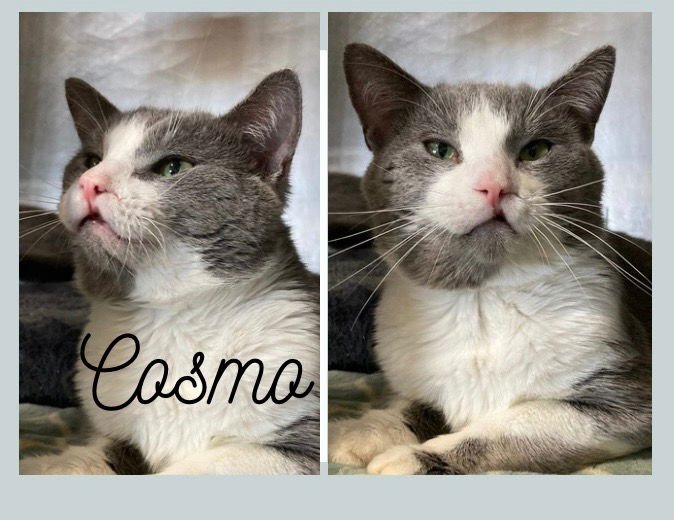 COSMO - Domestic Short Hair available for adoption