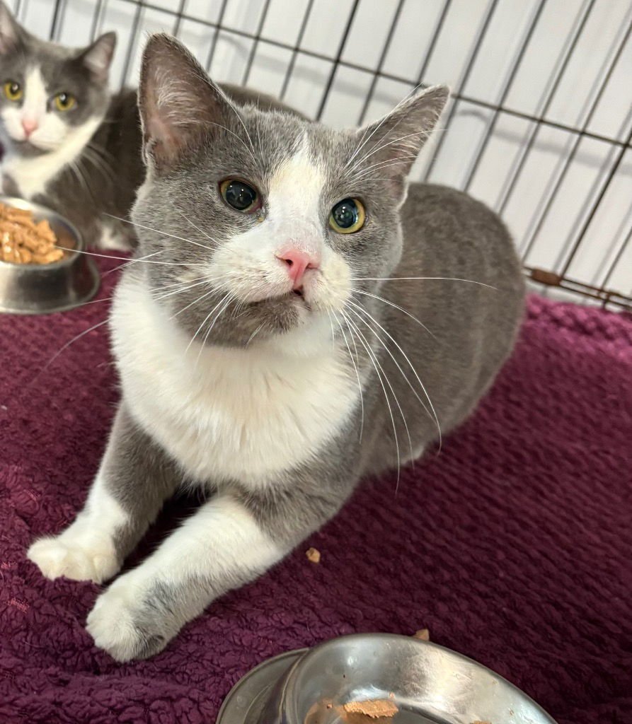 COSMO - Domestic Short Hair available for adoption