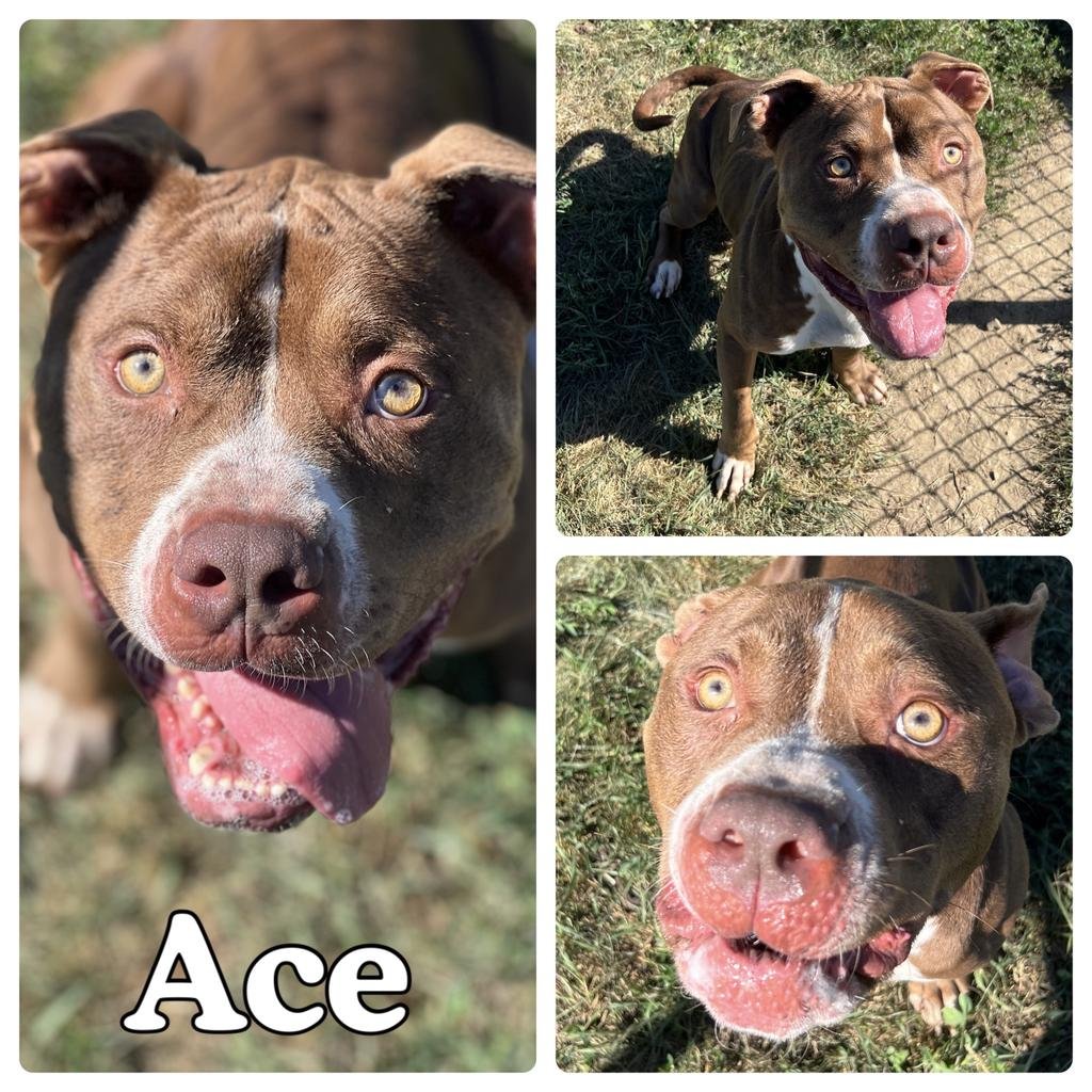 ACE - American Staffordshire Terrier available for adoption