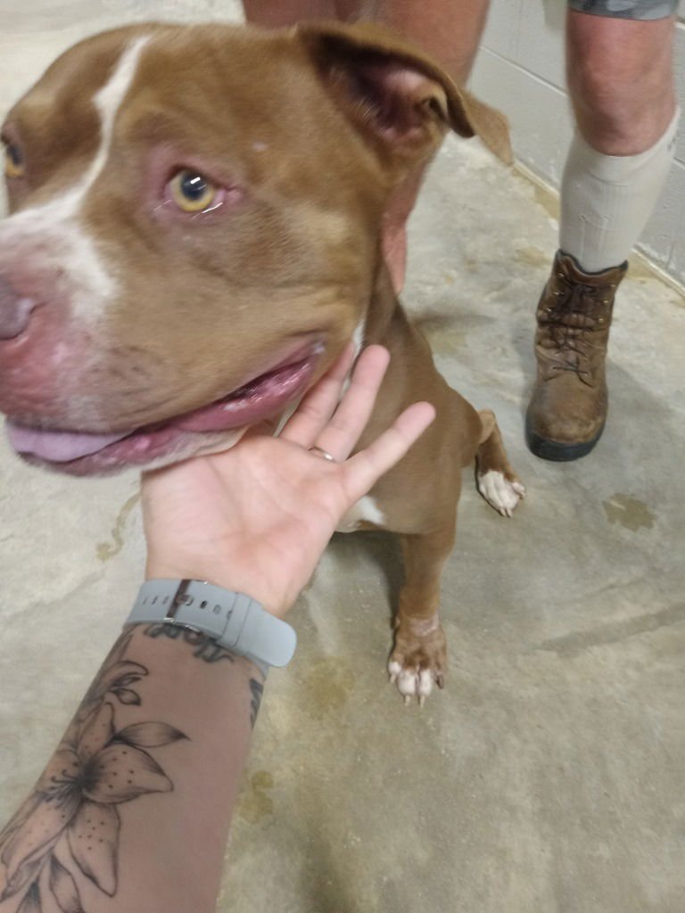 ACE - American Staffordshire Terrier available for adoption