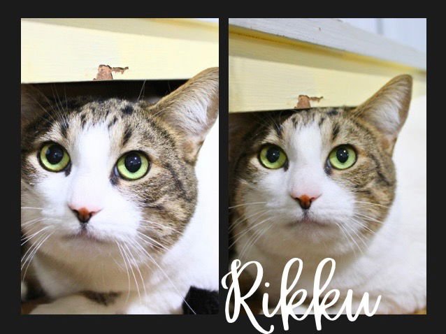 RIKKU - Domestic Short Hair available for adoption