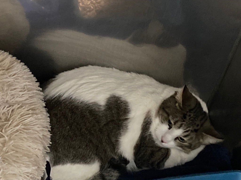 RIKKU - Domestic Short Hair available for adoption