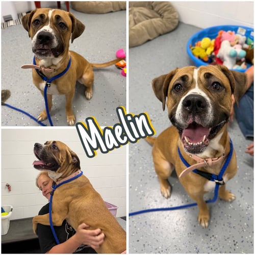 MAELIN (AKA MAE MAE) - Cane Corso Mastiff available for adoption