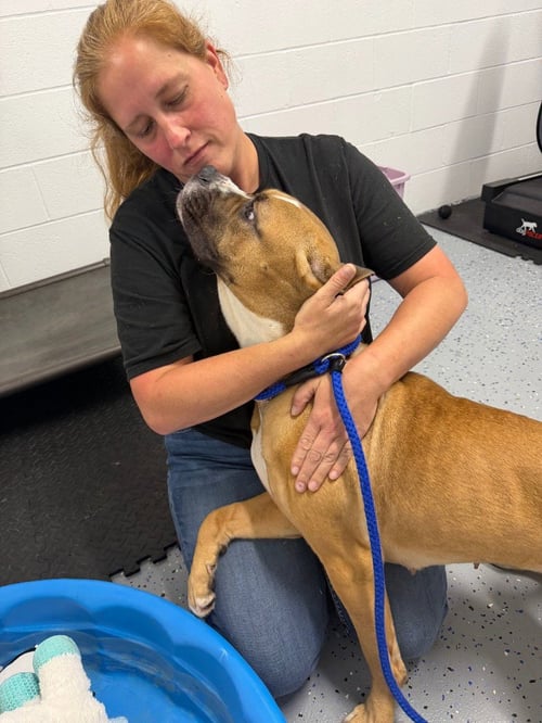 MAELIN (AKA MAE MAE) - Cane Corso Mastiff available for adoption