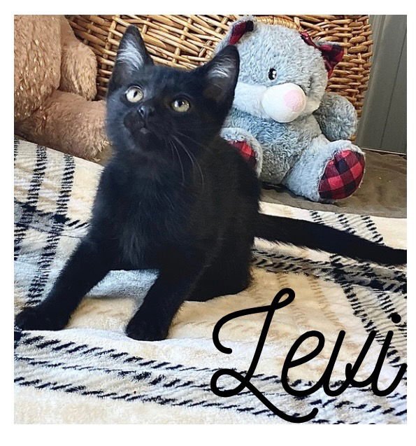 LEVI - Domestic Short Hair available for adoption